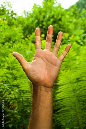 Open hand with ferns as a background