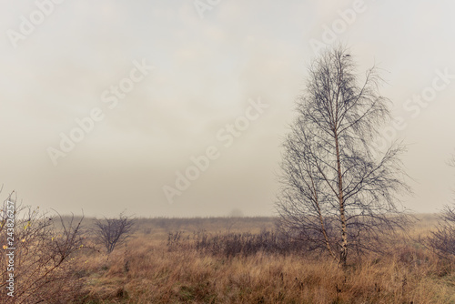 tree in fog