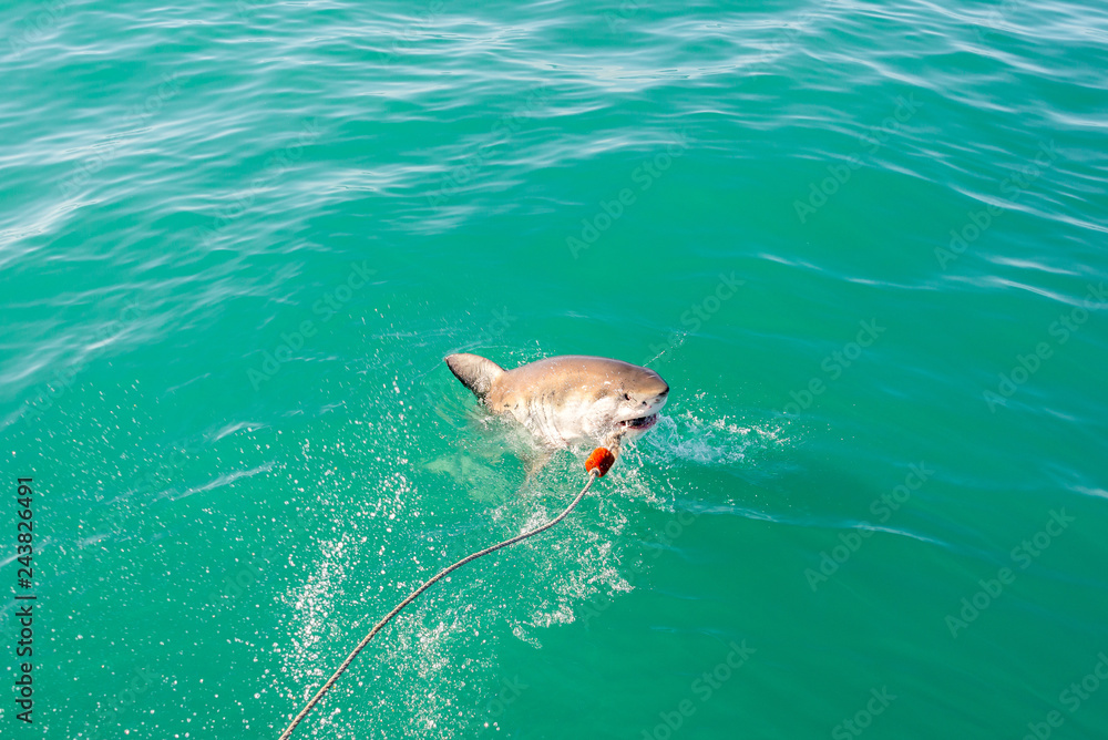 Obraz premium Great white shark (Carcharodon carcharias), Gansbaai, South Africa