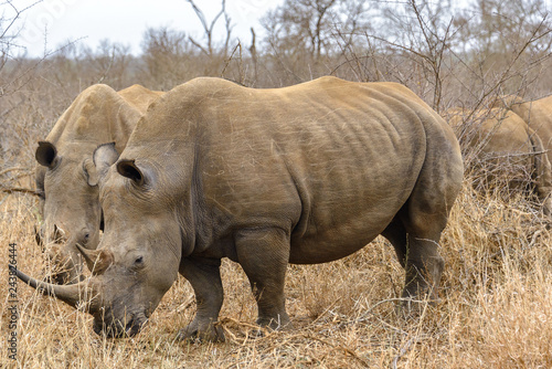 White rhinoceros in Hlane Royal National Park  Swaziland