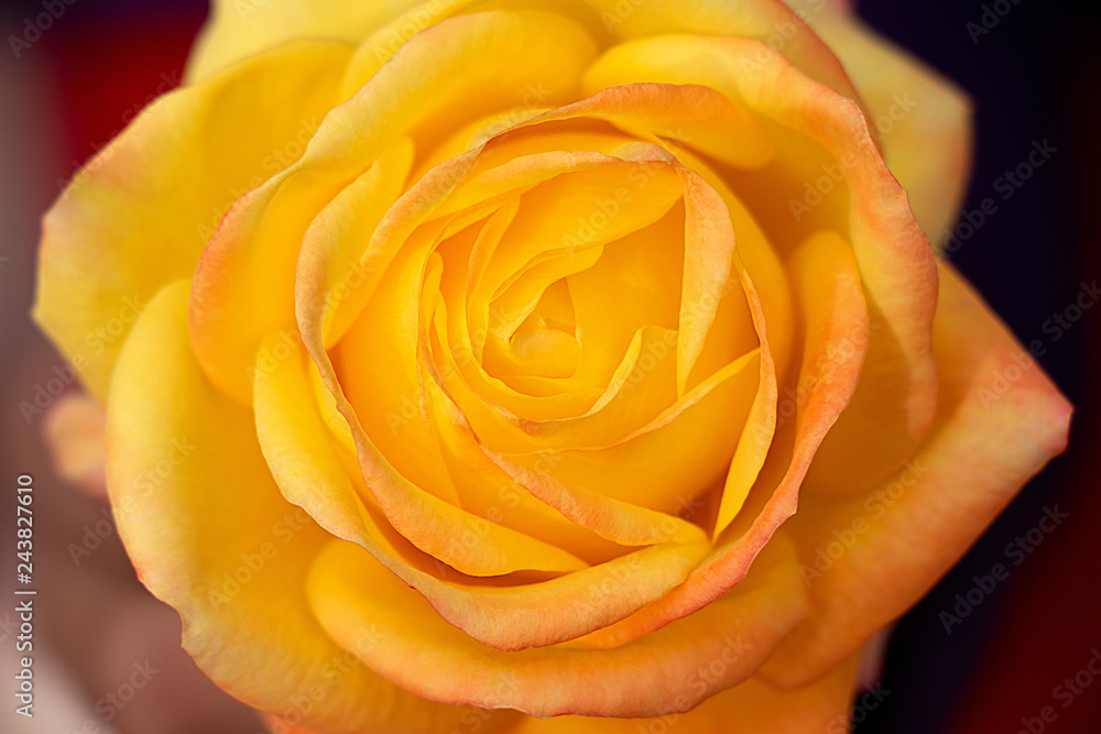Yellow rose closeup top view Yellow rose closeup top view