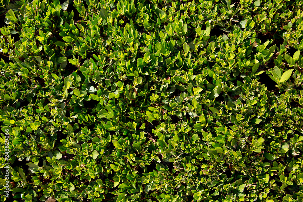 Obraz premium Green bush for background