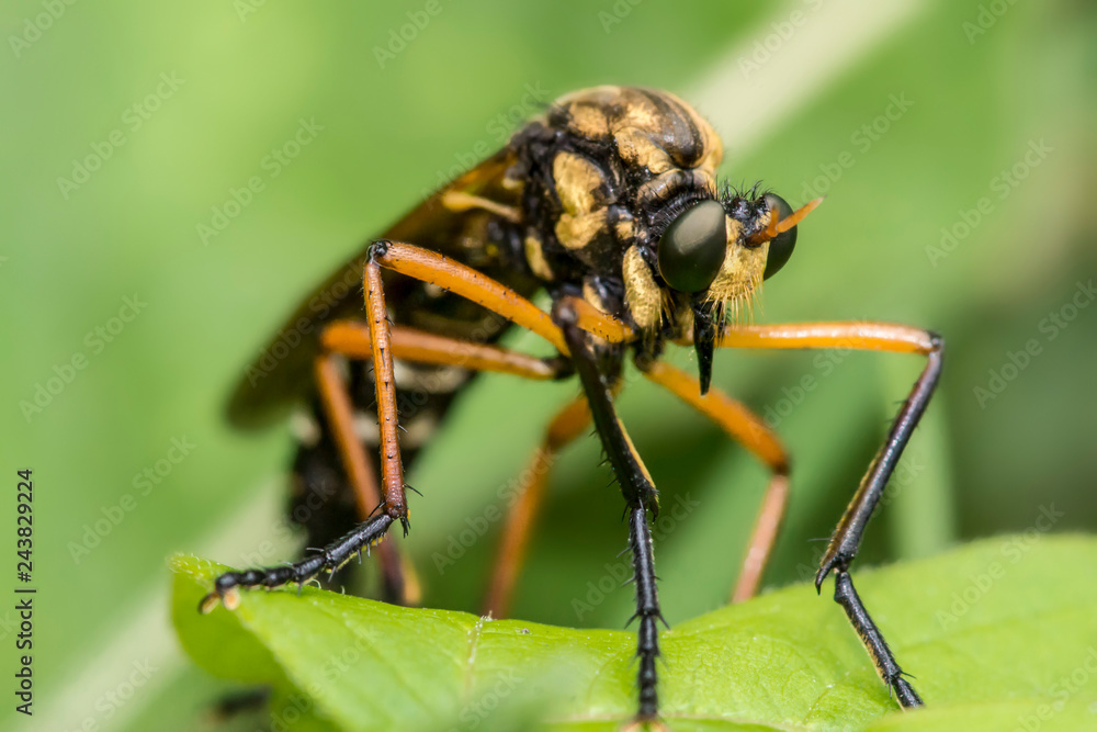 Fototapeta premium Predatory fly sitting on a green leaf waiting for the victim