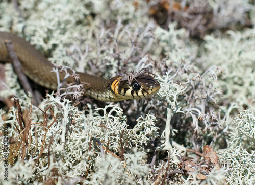grass snake in spring