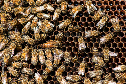 The queen bee swarm. Close-up of a queen bee - selective focus