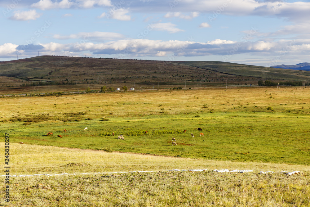 cow Herd on gras field, landscape, Buryatia Russia