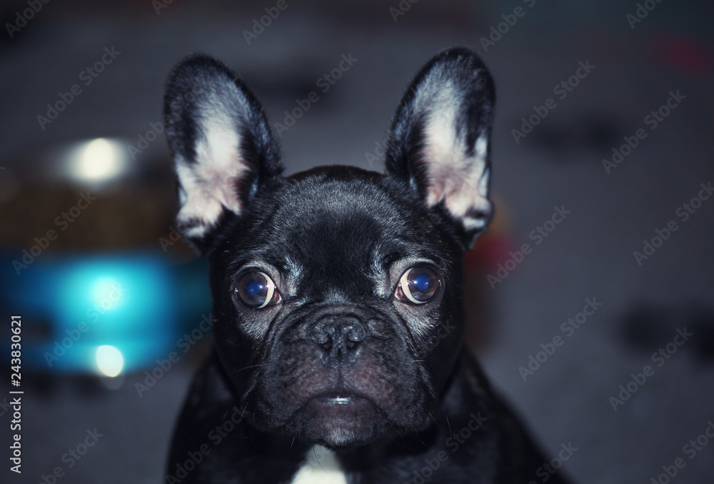 black french bulldog puppy home interior black french bulldog puppy home interior