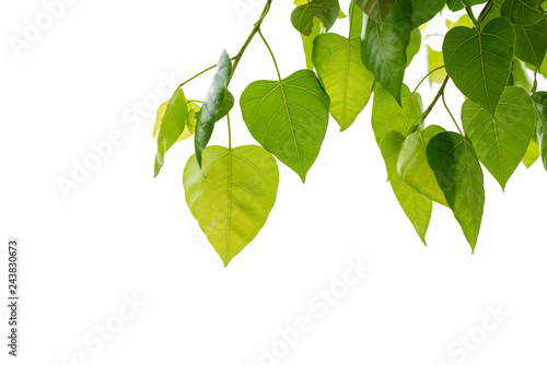 Leaves of the bodhi tree on white background