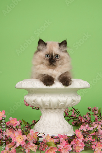 Fototapeta Naklejka Na Ścianę i Meble -  Ragdoll kitten with blue eyes in a white flowerpot on a green background