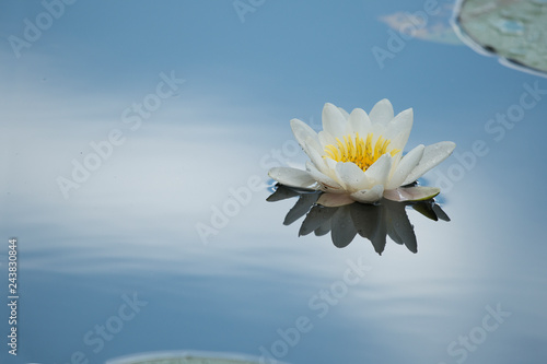 White water lily is a bright blue lake