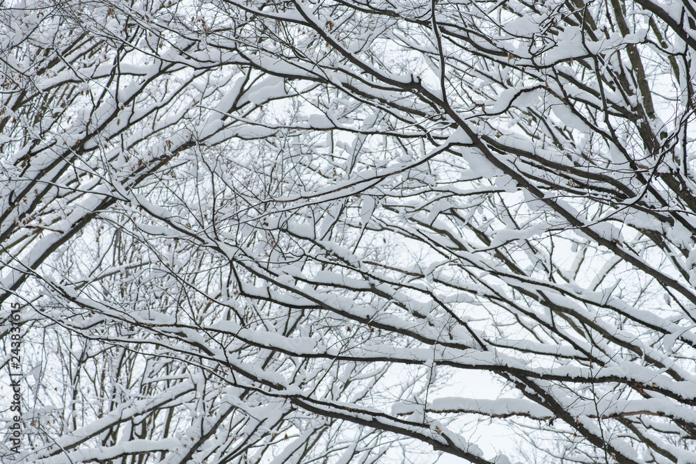Winter, snow on the branches of a tree.