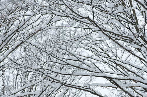 Winter, snow on the branches of a tree. © oleh11