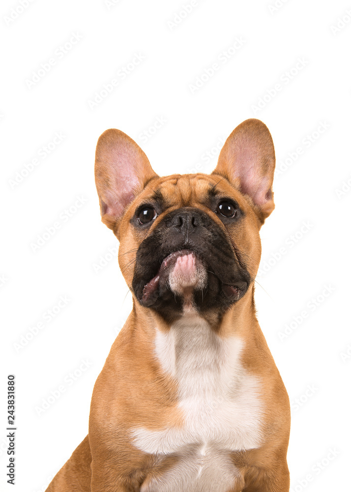 Portrait of a french bulldog looking up isolated on a white background