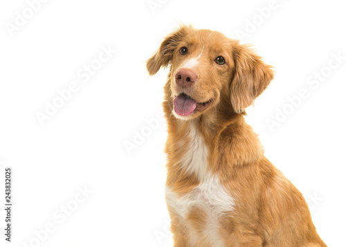 Portrait of a nova scotia duck tolling retriever looking away with mouth open isolated on a white background photo