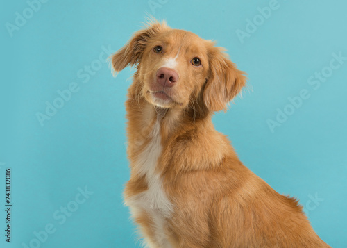 Portrait of a nova scotia duck tolling retriever looking at camera on a blue background