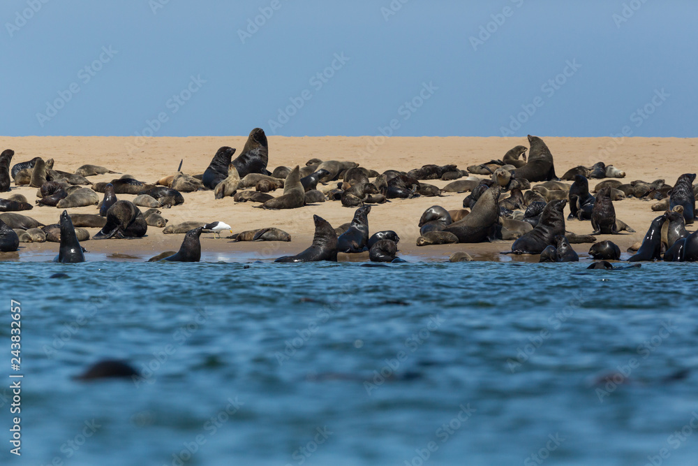 wild eared seals colony (otariidae) in Namibia, water, coast