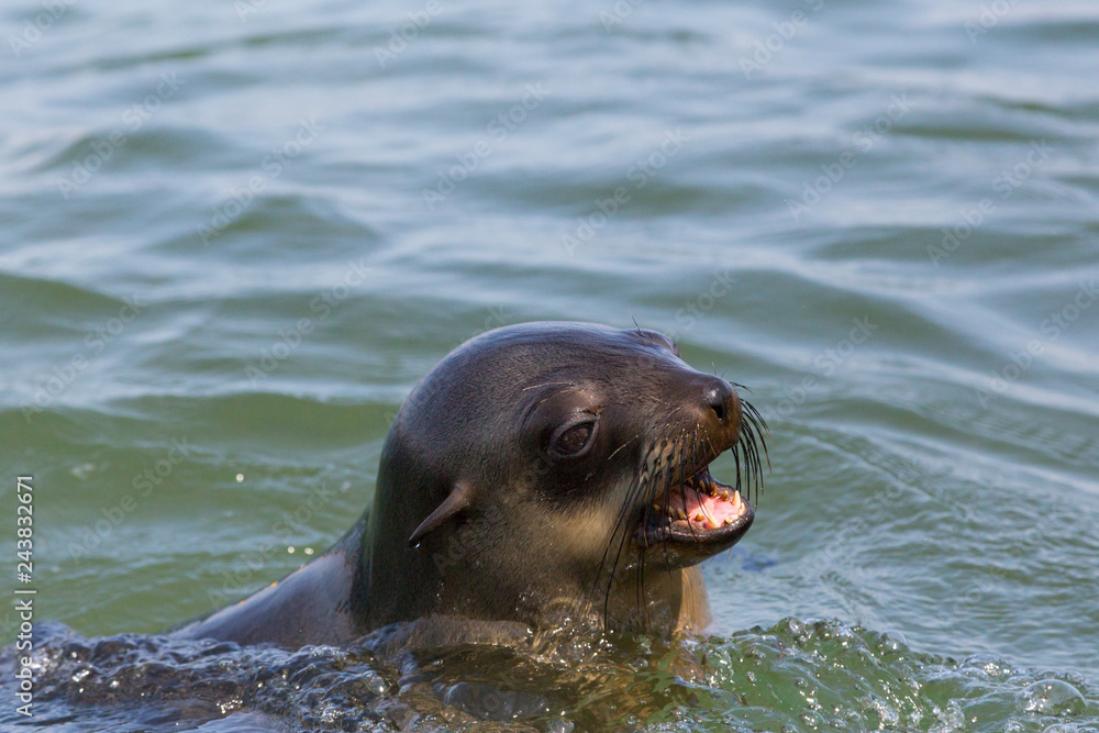 Obraz premium detailed portrait head of wild eared seal (otariidae) in water, sunshine