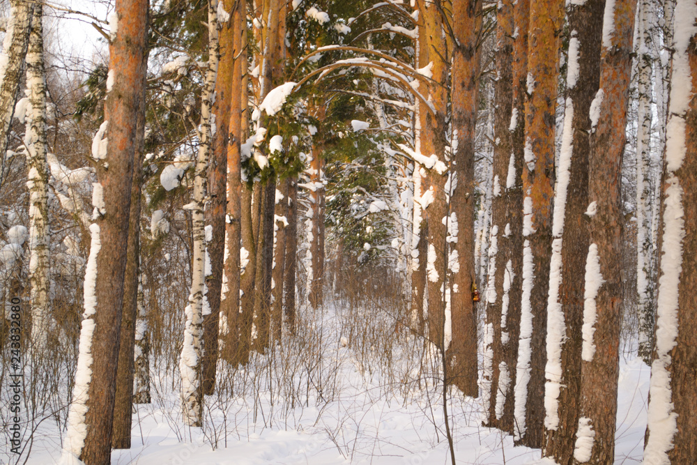 Obraz premium winter pine forest