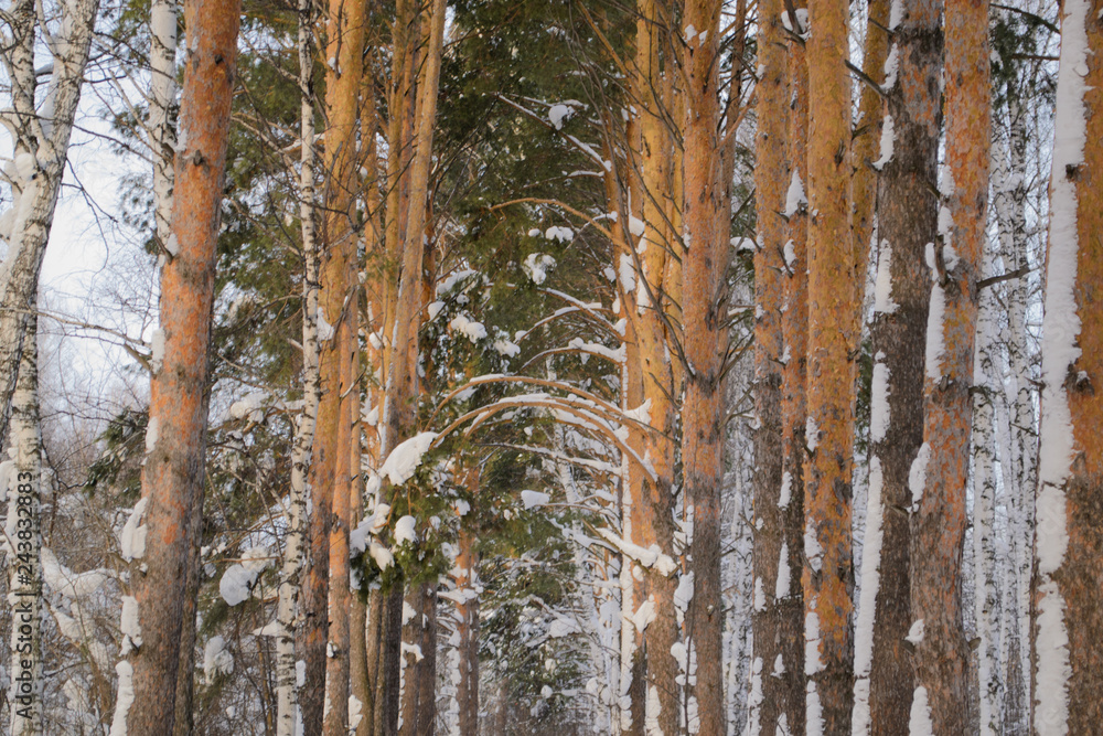 Fototapeta premium winter pine forest