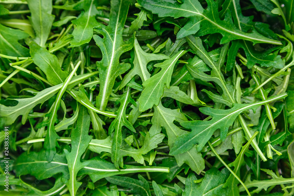 lots of fresh green arugula close up lots of fresh green arugula close up