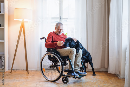 Photographie A disabled senior man in wheelchair indoors playing with a pet dog at home