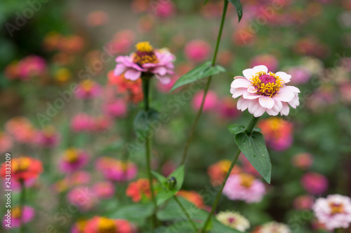 colorful flower close up in garden