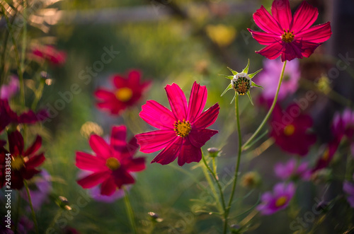 Red cosmos flowers garden. Cosmos flowers blooming in the garden. A single cosmos red flower. Photo close-up and soft green background. Closeup of cosmos flowers in field.