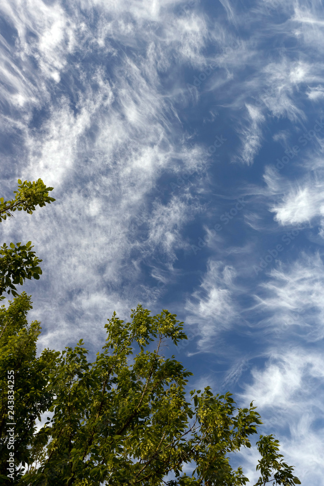 Ciel Ciel
