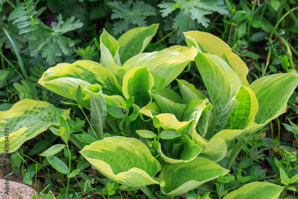 Obraz premium Violet flowers of blooming hosta Hosta undulata