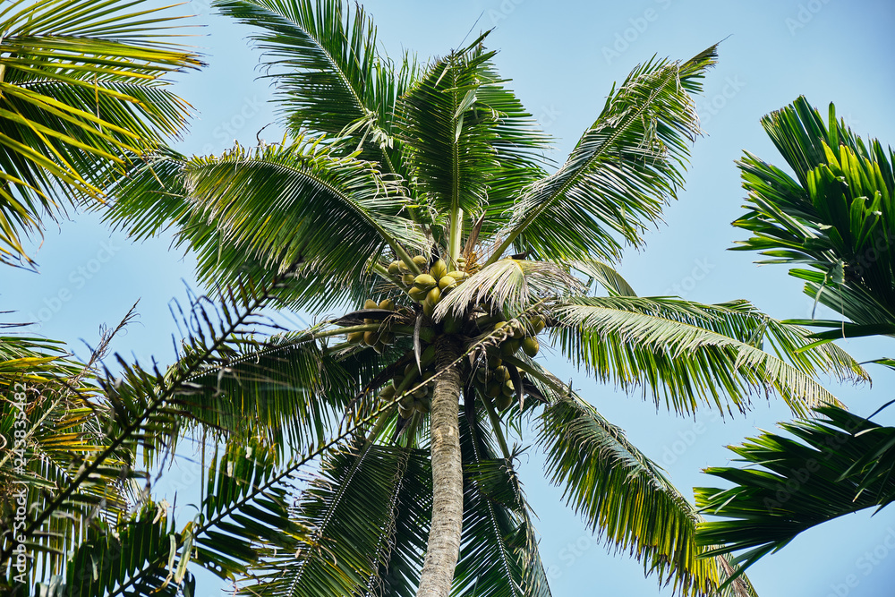 Young coconut on palm tree. Young coconut on palm tree.
