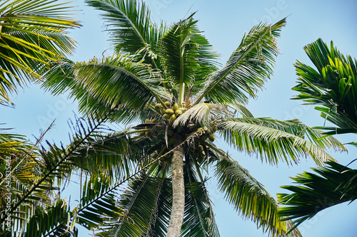 Young coconut on palm tree. 