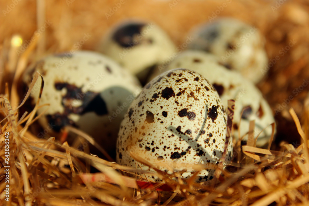 Obraz premium Quail's Eggs In A Nest. Food, Nature, Easter Background. Quail's Eggs Close Up. 