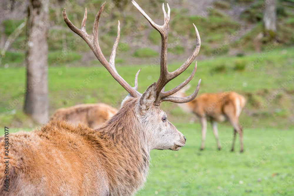 Hirsch, Reh, Rotwild, Wildtiere