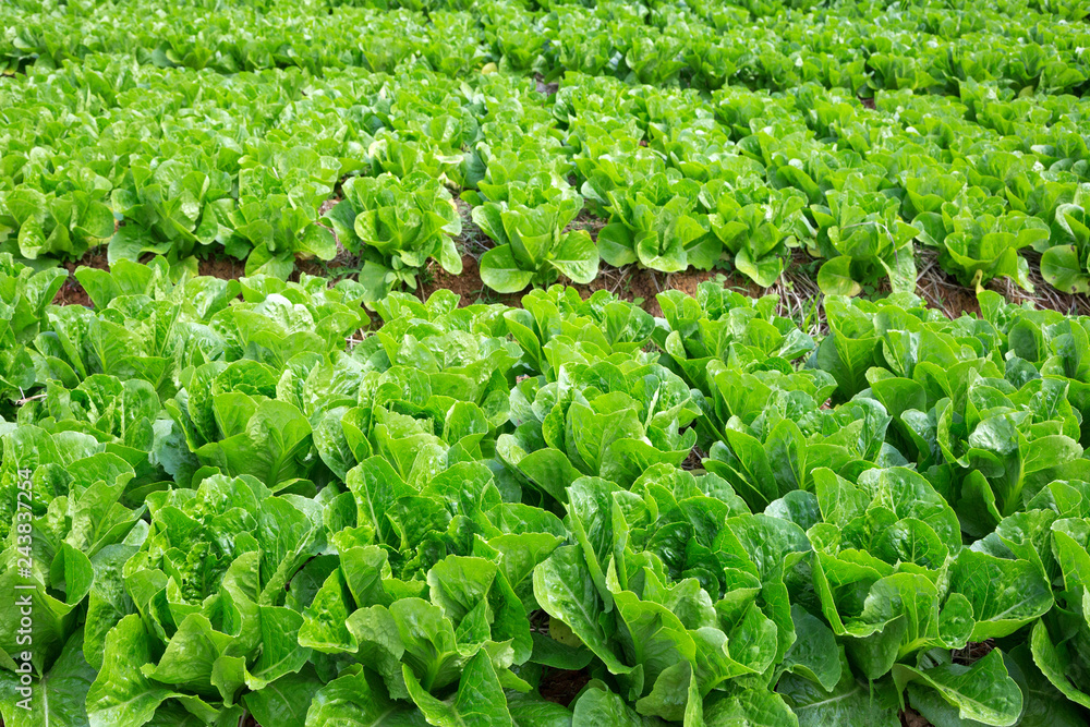 Non-toxic fresh vegetables in the planting field. Non-toxic fresh vegetables in the planting field.
