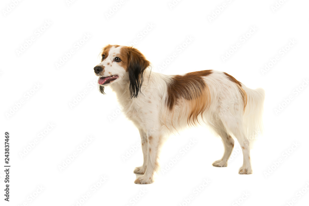 Cute small dutch waterfowl dog standing seen from the side isolated on a white background