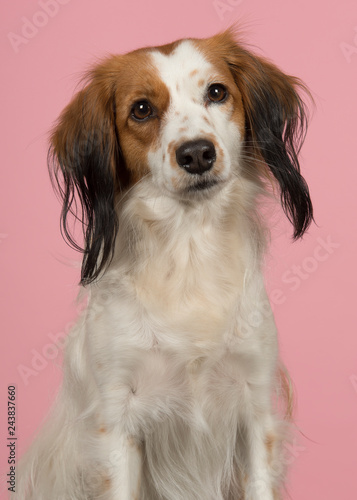 Portrait of a cute small dutch waterfowl dog looking at the camera on a pink background