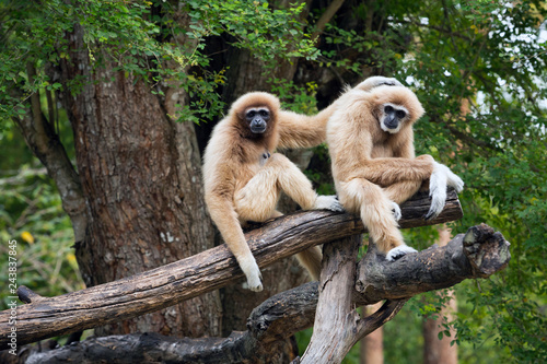 Vászonkép Family of  Common gibbon, White-handed gibbon  in the natural forest