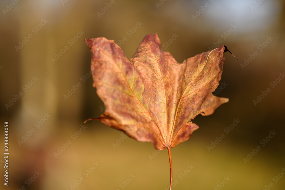 leaf in autumnm leaf in autumnm