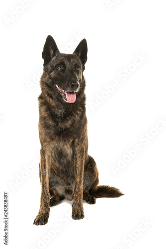 Brindle dutch shepherd dog sitting seen from the front looking away isolated on a white background