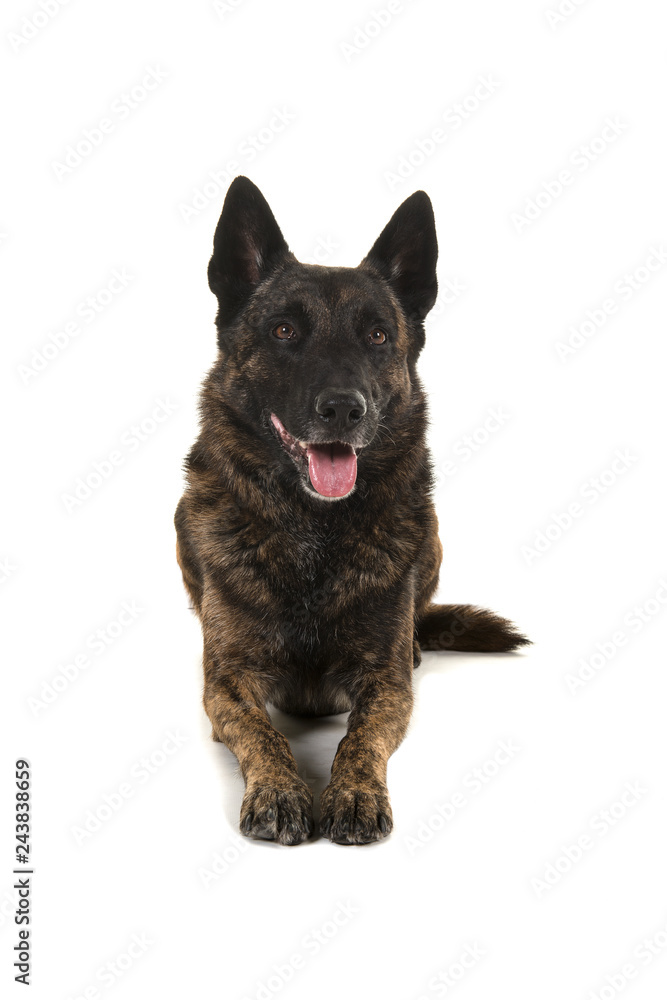 Brindle dutch shepherd dog lying down seen from the front isolated on a white background looking up with mouth open