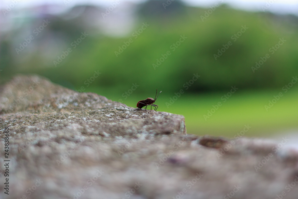 Bug on rock