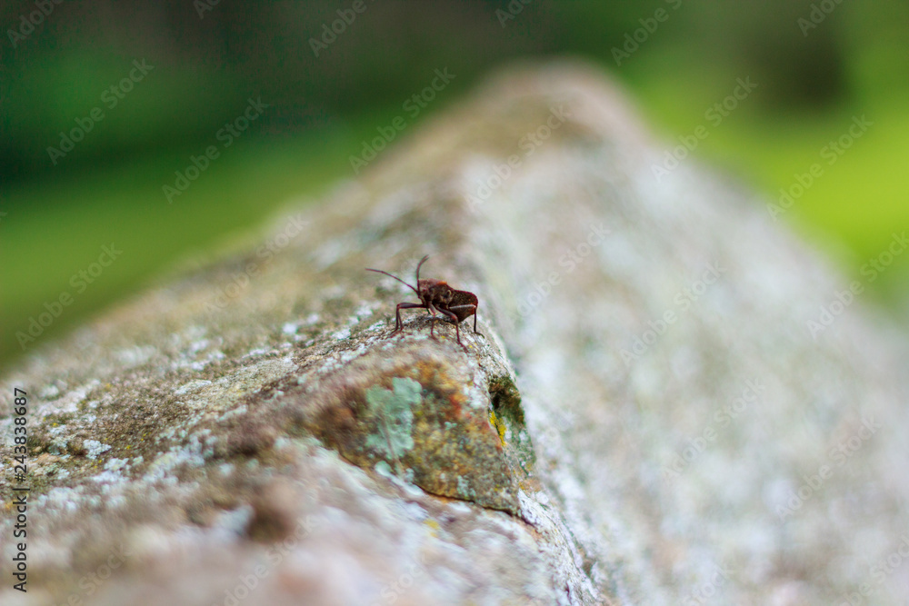 Bug on rock Bug on rock