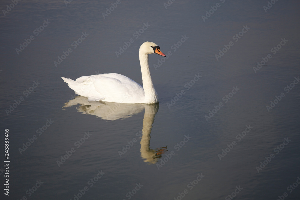 Fototapeta premium Beautiful white swan in the water