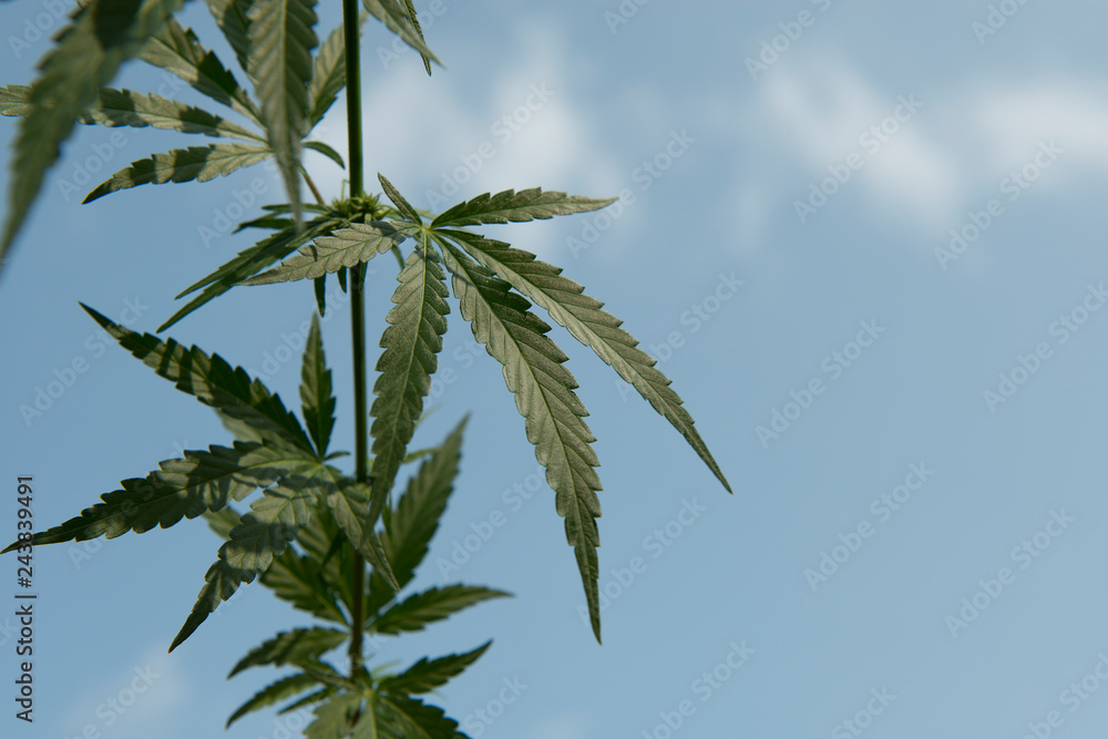 Cannabis plant on a blue sky background with space for copy Cannabis plant on a blue sky background with space for copy