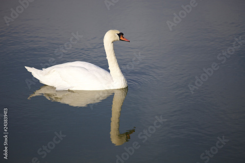 Beautiful white swan in the water