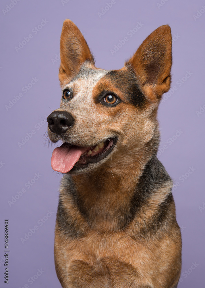 Portrait of a australian cattle dog looking away to the left on a purple background in a vertical image Portrait of a australian cattle dog looking away to the left on a purple background in a vertical image