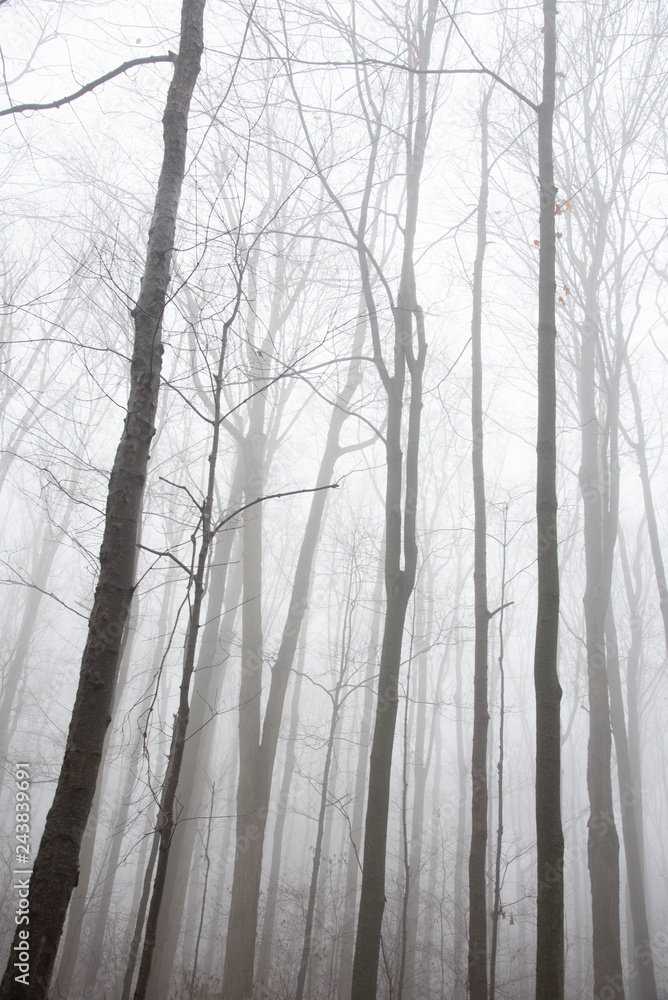 Fototapeta premium wood in fog