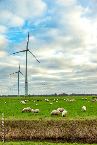 wind turbines in the field