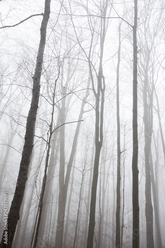 wood in fog