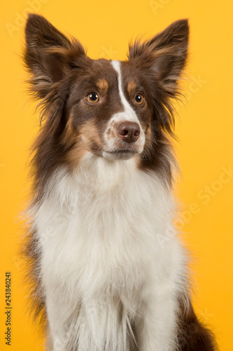 Portrait of miniature american shepherd dog looking away a on a yellow background © Elles Rijsdijk
